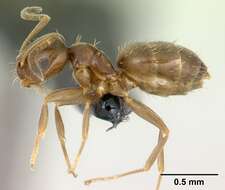 Brachymyrmex cordemoyi Forel 1895 resmi