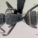 Image of <i>Camponotus mita</i>