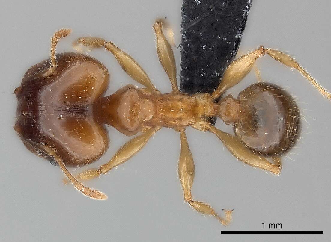 Image of Bigheaded ant