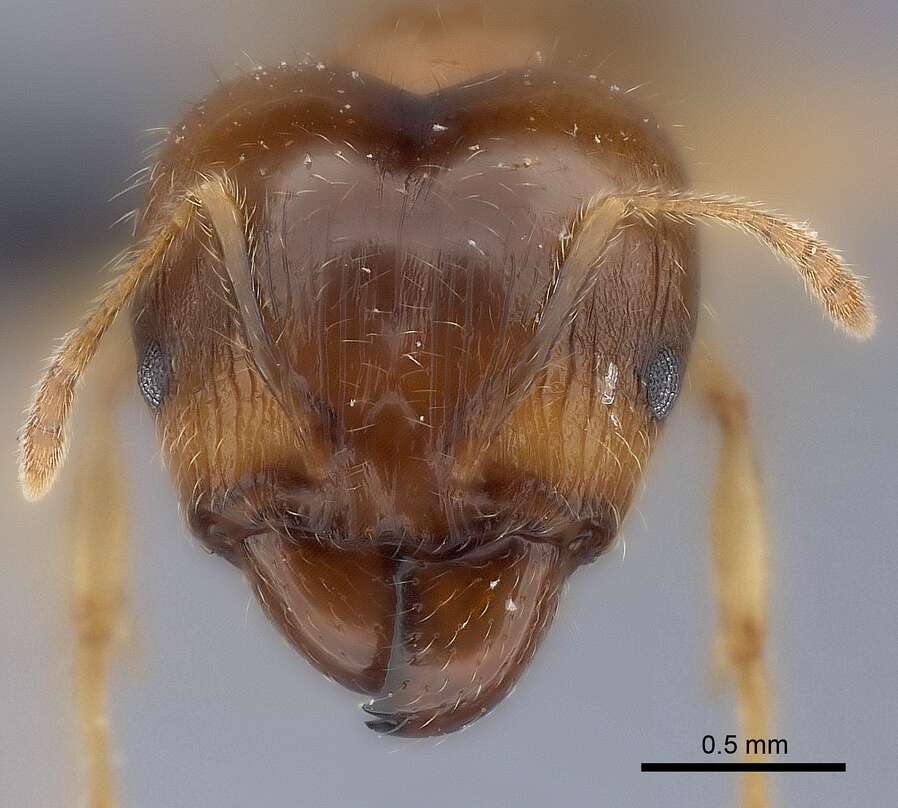 Image of Bigheaded ant