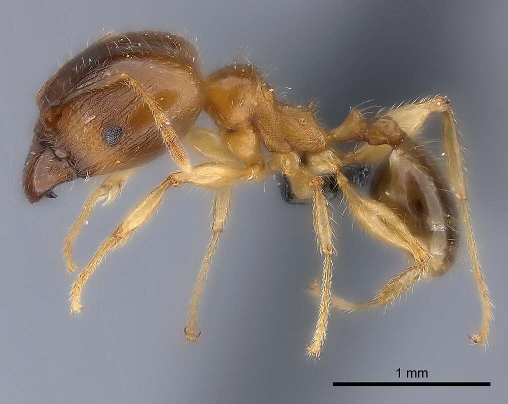 Image of Bigheaded ant