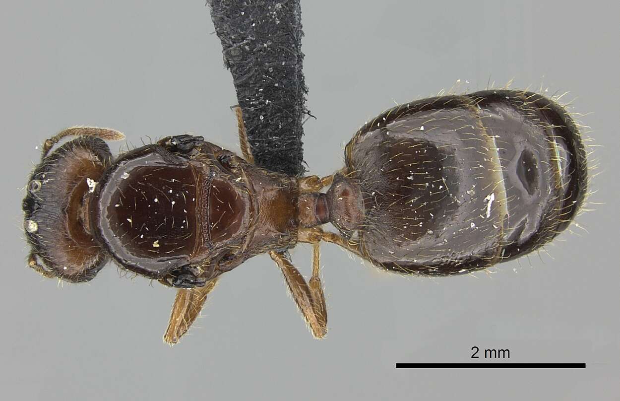 Image of Bigheaded ant