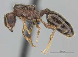 Image of Bigheaded ant