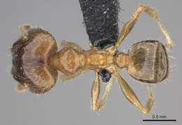 Image of Bigheaded ant