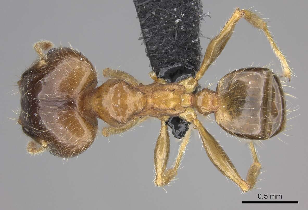 Image of Bigheaded ant