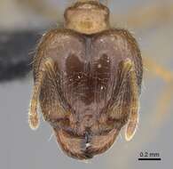 Image of Bigheaded ant