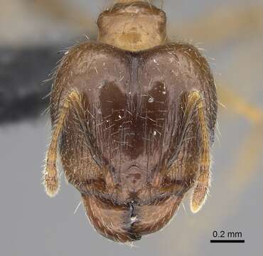 Image of Bigheaded ant