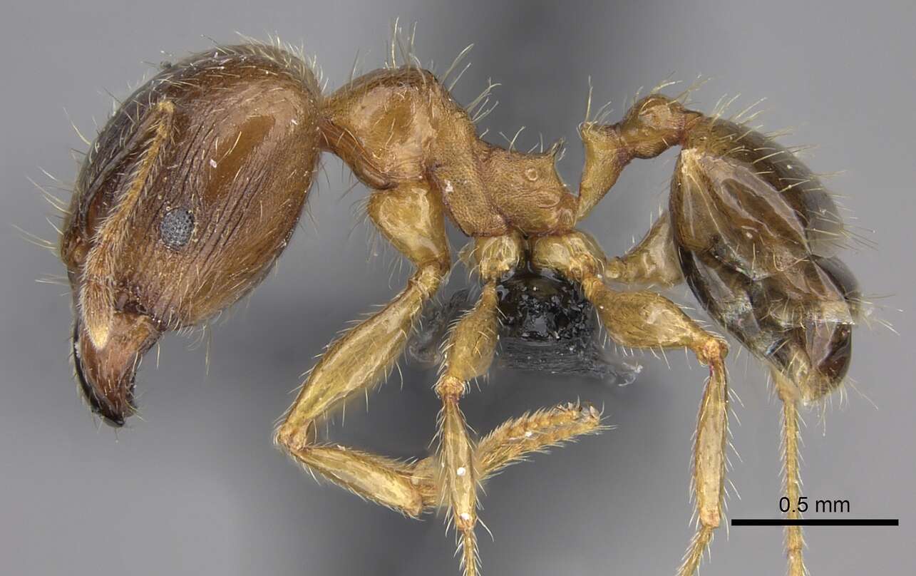 Image of Bigheaded ant