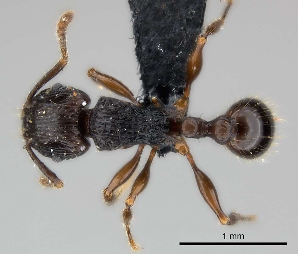 Image of Tetramorium steinheili Forel 1892