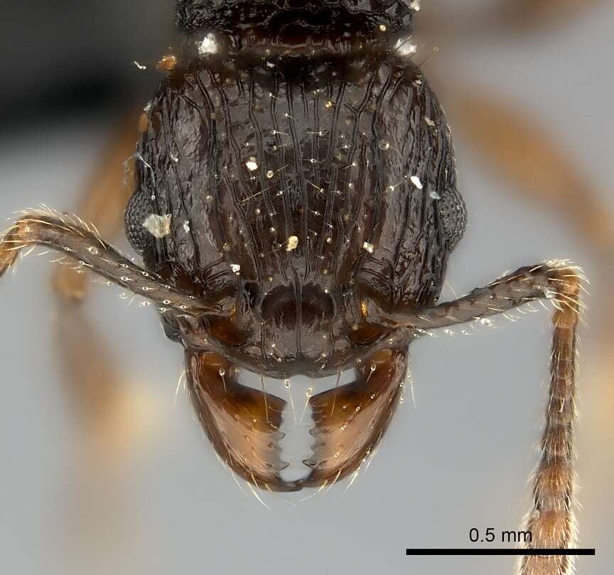 Image of Tetramorium steinheili Forel 1892