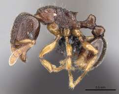 Image of Tetramorium cognatum Bolton 1979