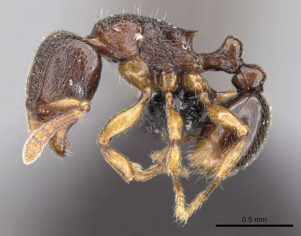 Image of Tetramorium cognatum Bolton 1979