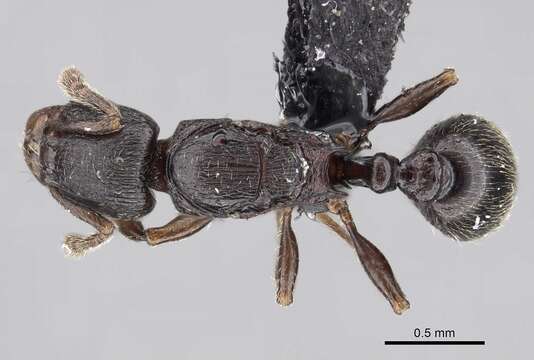 Image of Tetramorium cognatum Bolton 1979