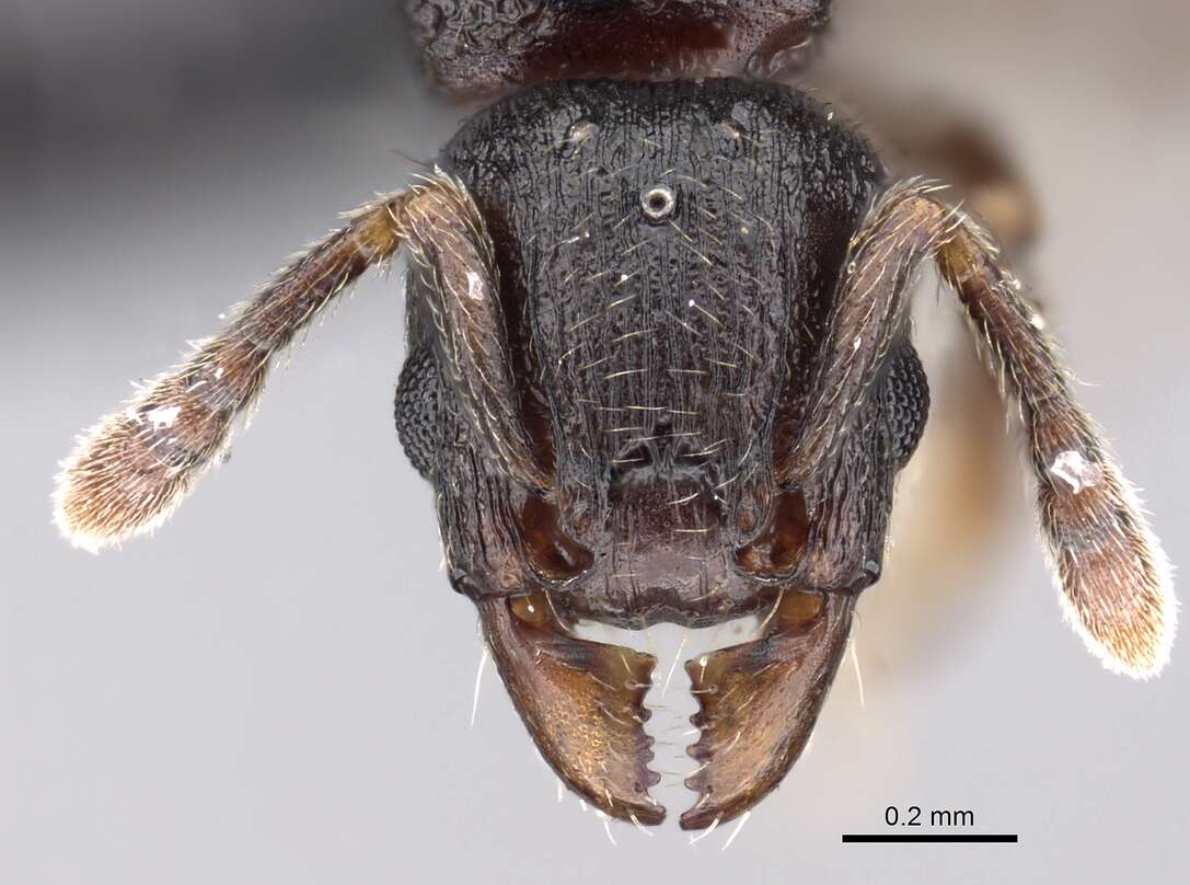 Image of Tetramorium cognatum Bolton 1979