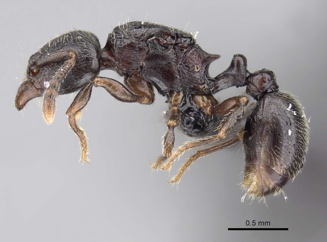 Image of Tetramorium cognatum Bolton 1979