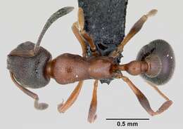 Image of Ant