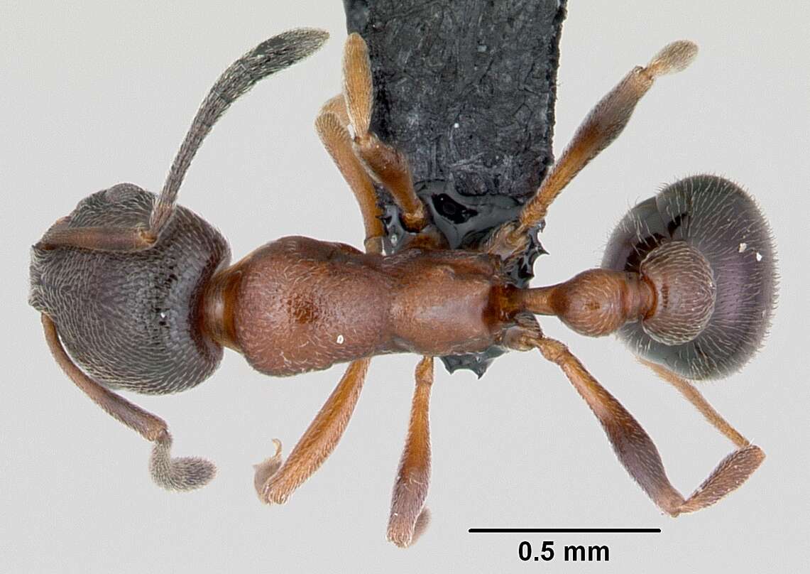 Image of Ant