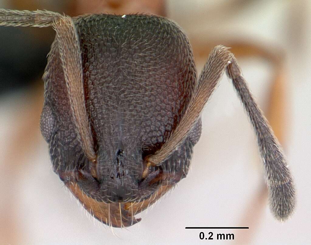 Image of Ant