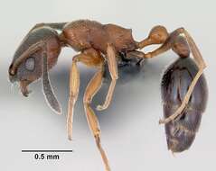 Image of Ant