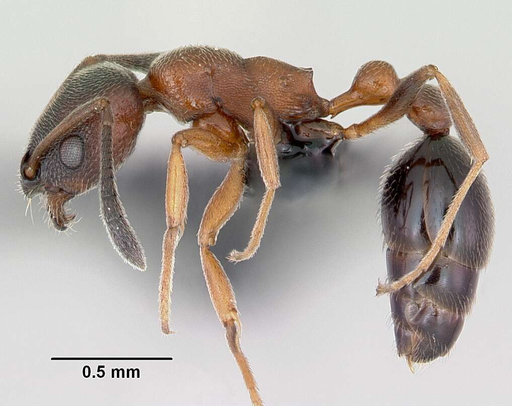 Image of Ant