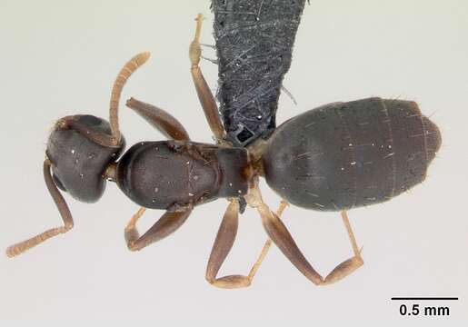 Image of Technomyrmex vitiensis