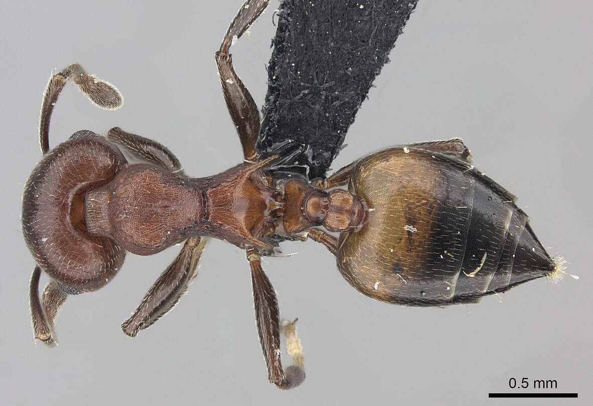 Слика од Crematogaster tricolor