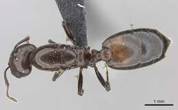 Слика од Crematogaster tricolor