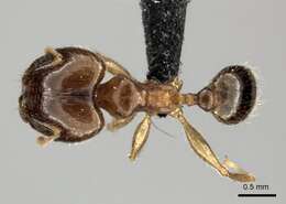 Image of Bigheaded ant