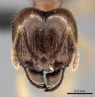 Image of Bigheaded ant