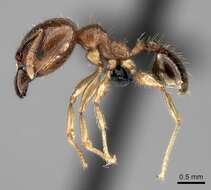 Image of Bigheaded ant