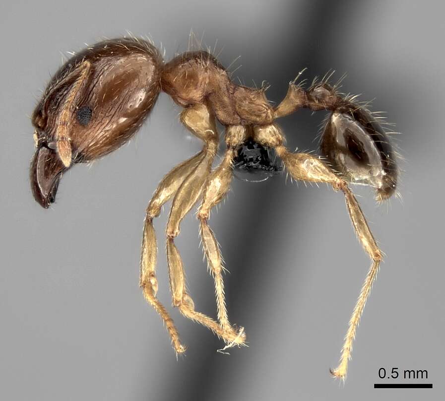 Image of Bigheaded ant