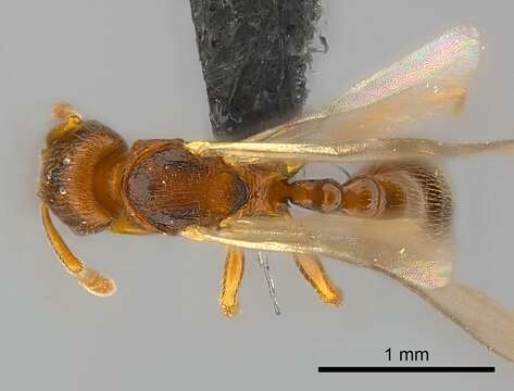 Image of Tetramorium cognatum Bolton 1979