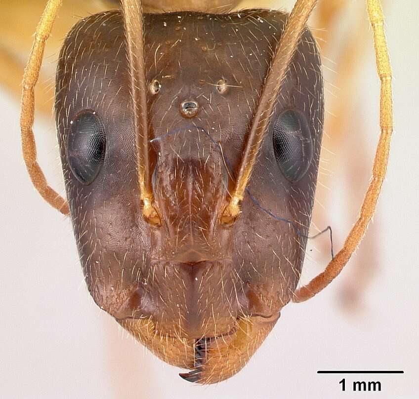 Image of Camponotus dufouri Forel 1891