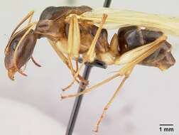 Image of Camponotus dufouri Forel 1891