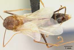 Image of Camponotus dufouri Forel 1891