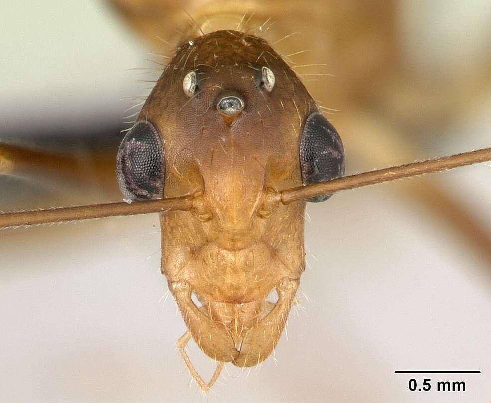 Image of Camponotus dufouri Forel 1891