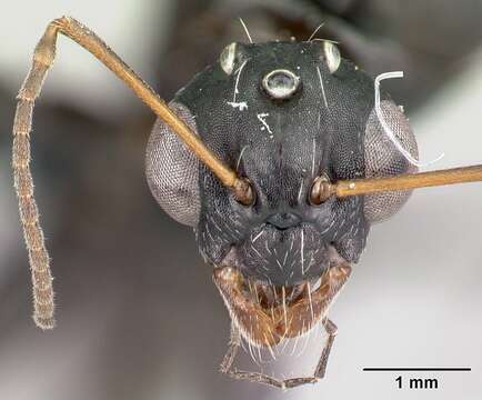 Image of Camponotus grandidieri Forel 1886