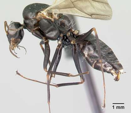 Image of Camponotus grandidieri Forel 1886