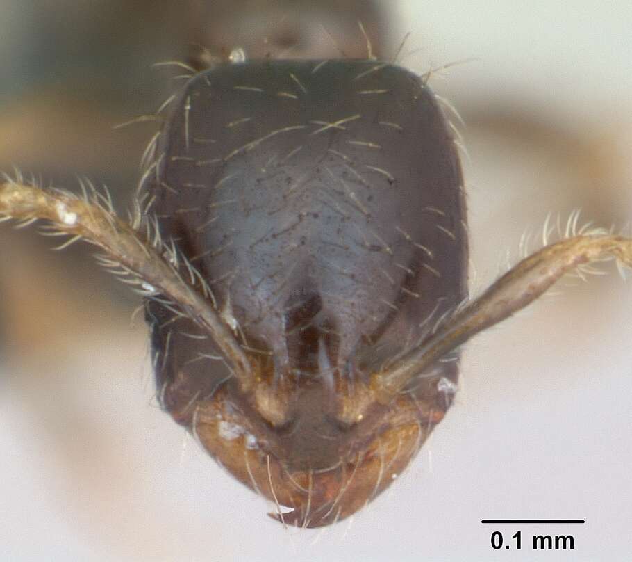Image of Solenopsis mameti Donisthorpe 1946