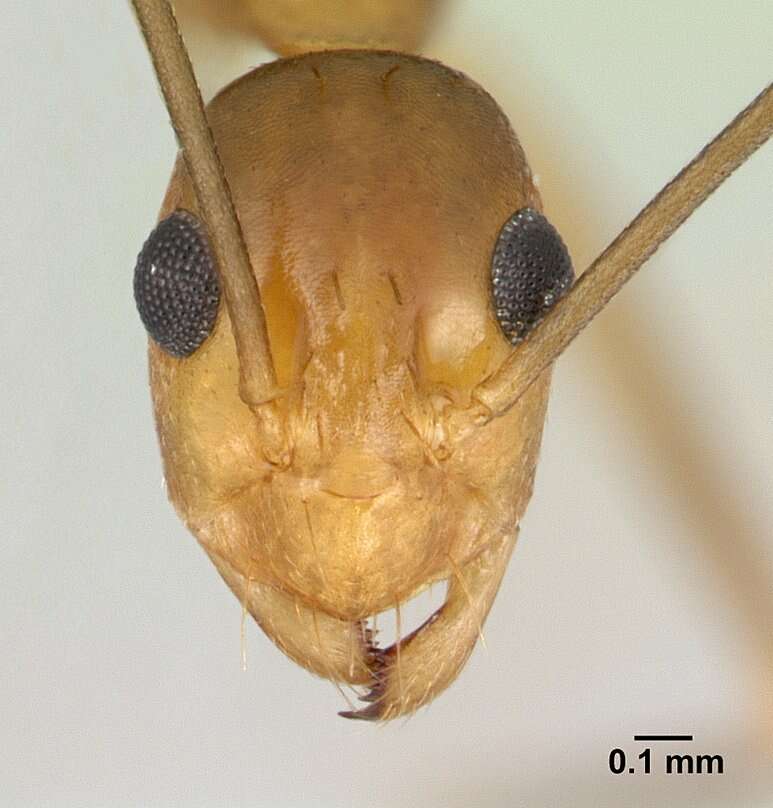 Image of Anoplolepis