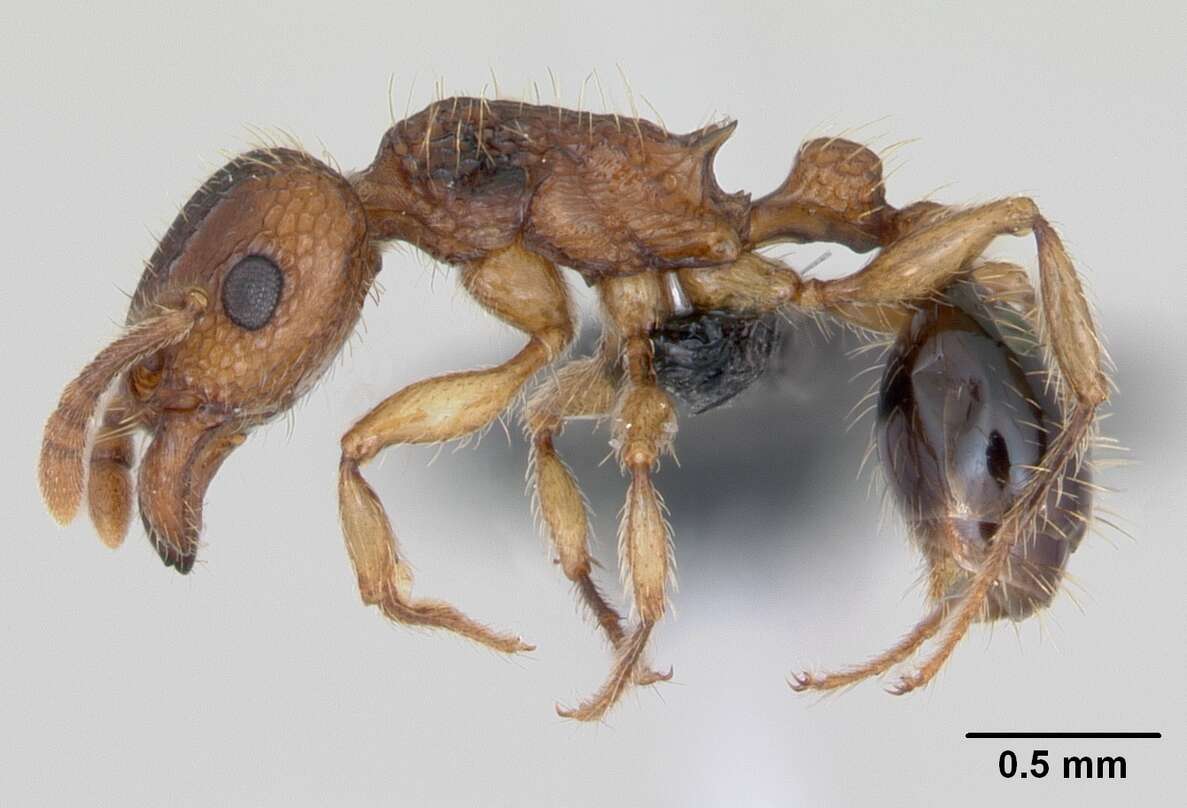 Image of Tetramorium