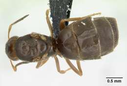 Brachymyrmex cordemoyi Forel 1895 resmi