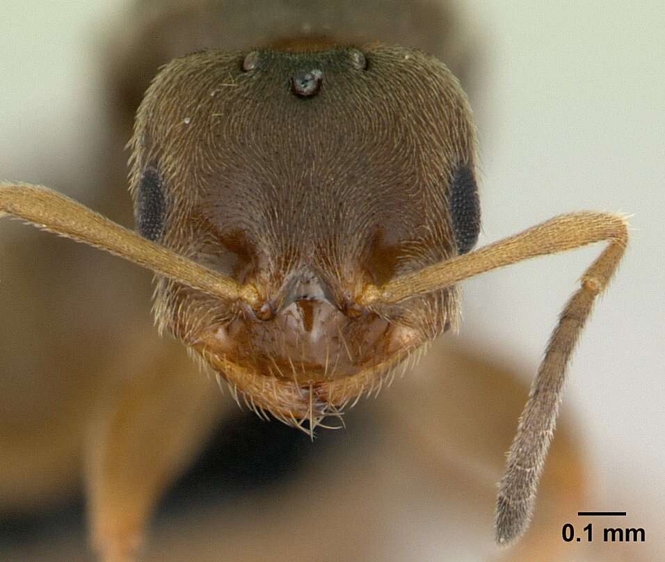 Brachymyrmex cordemoyi Forel 1895 resmi