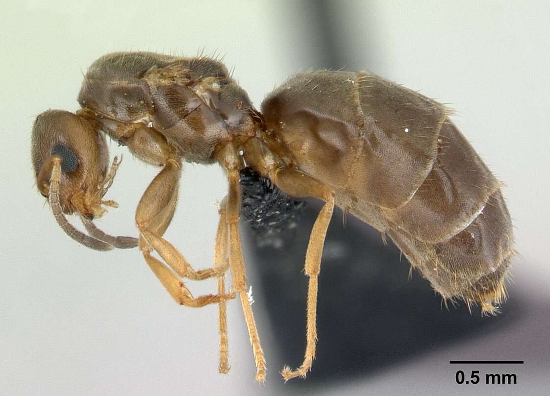 Brachymyrmex cordemoyi Forel 1895 resmi