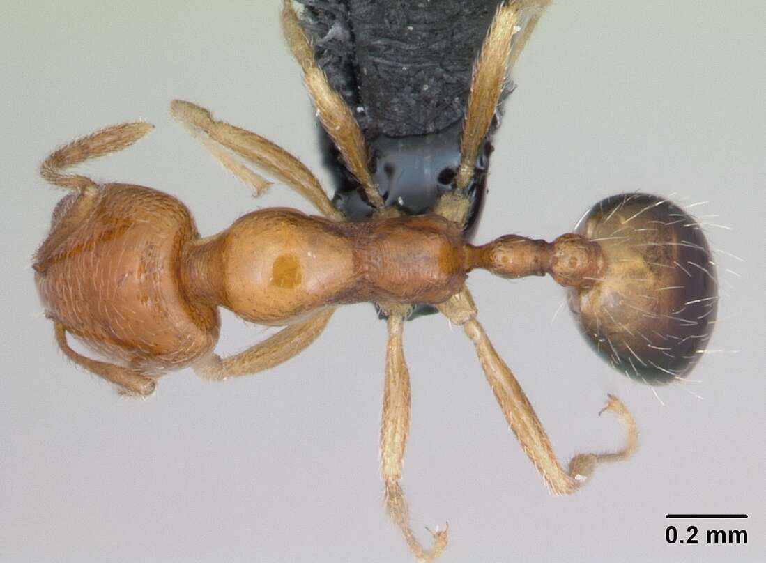 Image of Trichomyrmex destructor