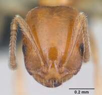 Image of Trichomyrmex destructor