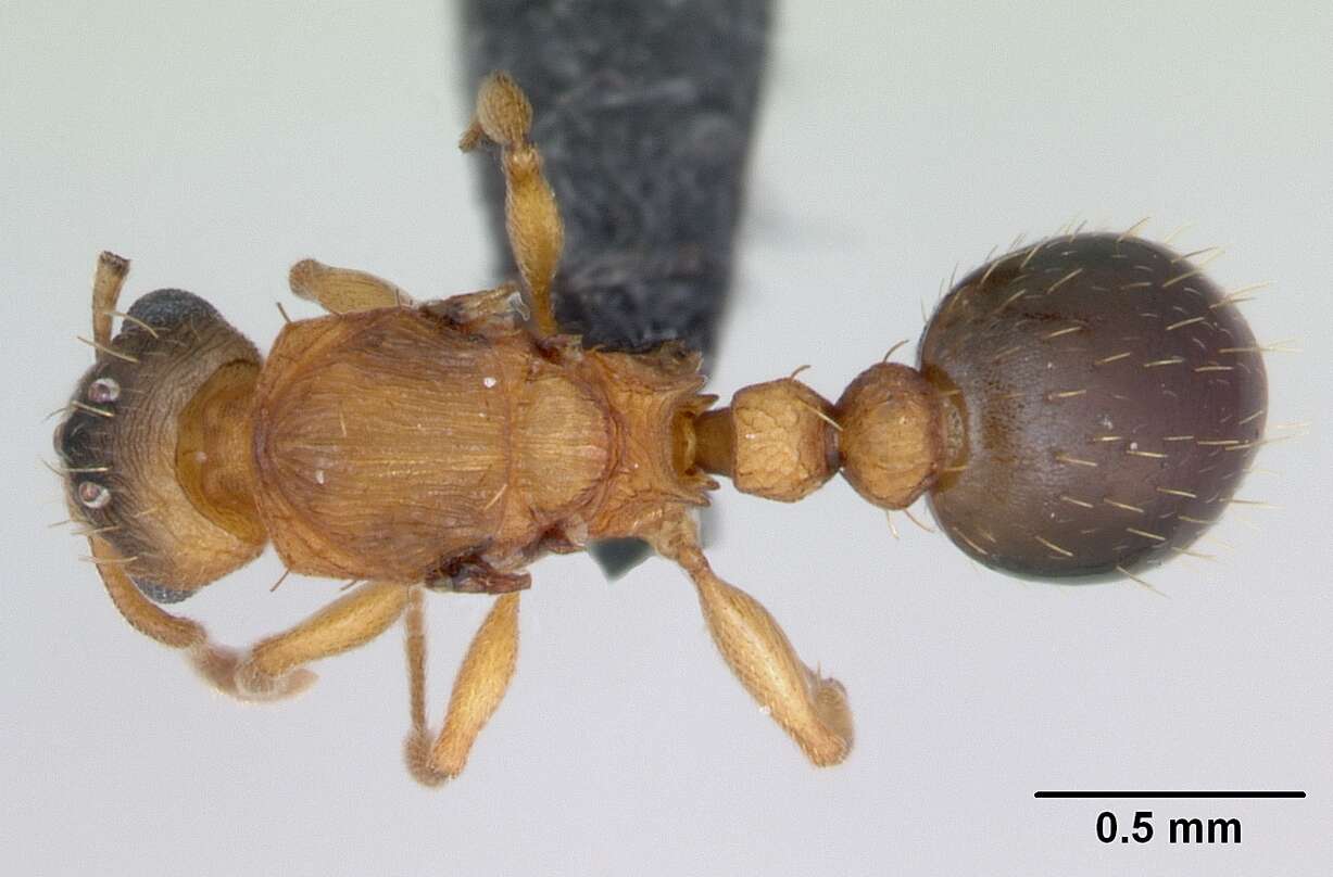 Image of Ant