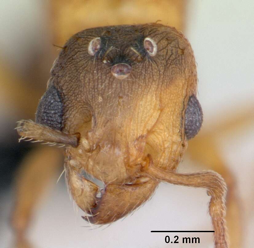 Image of Ant