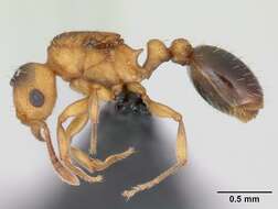 Image of Ant