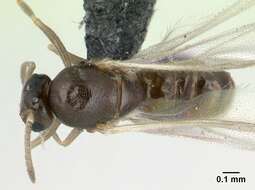 Brachymyrmex cordemoyi Forel 1895 resmi